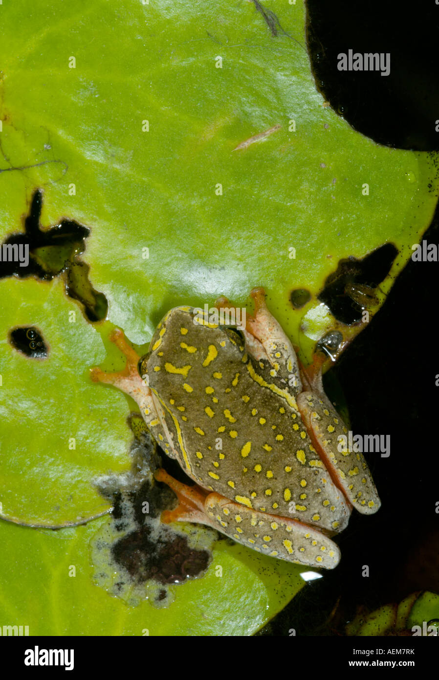 Painted Reed Frog (Hyperolius marmoratus) on a leaf against dark water Stock Photo