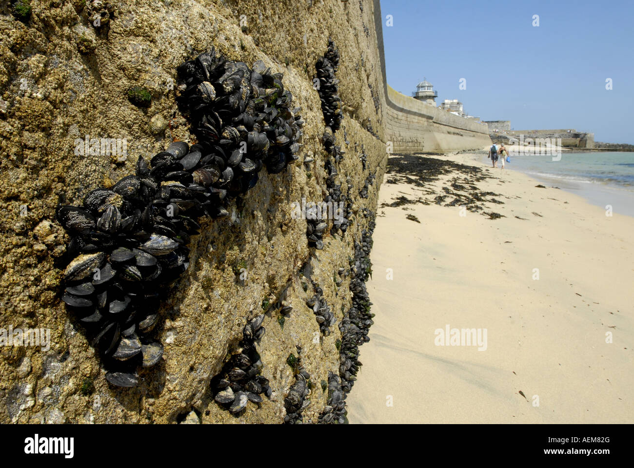 Low tide, from the sea side of the sea wall, the harbour, St. Ives, Cornwall, England. Common mussel attached to the wall. Stock Photo