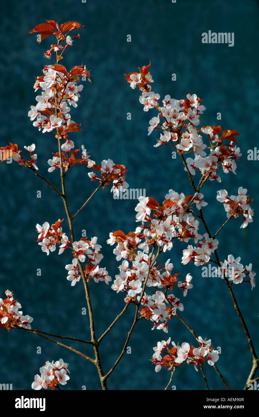 Prunus Cistena, Stock Photo