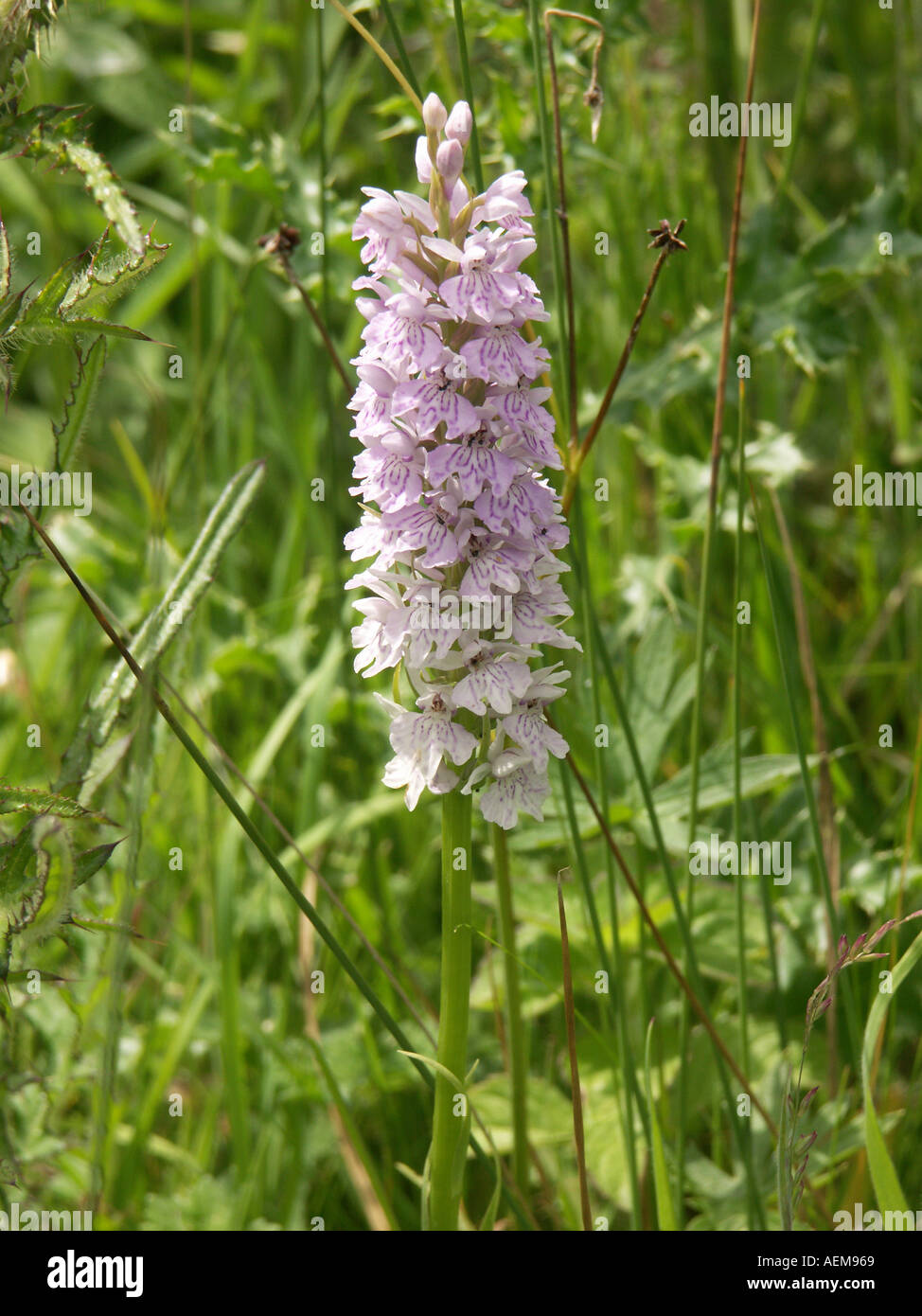 Marsh Orchid at Blagrove Common Hertfordshire UK Stock Photo