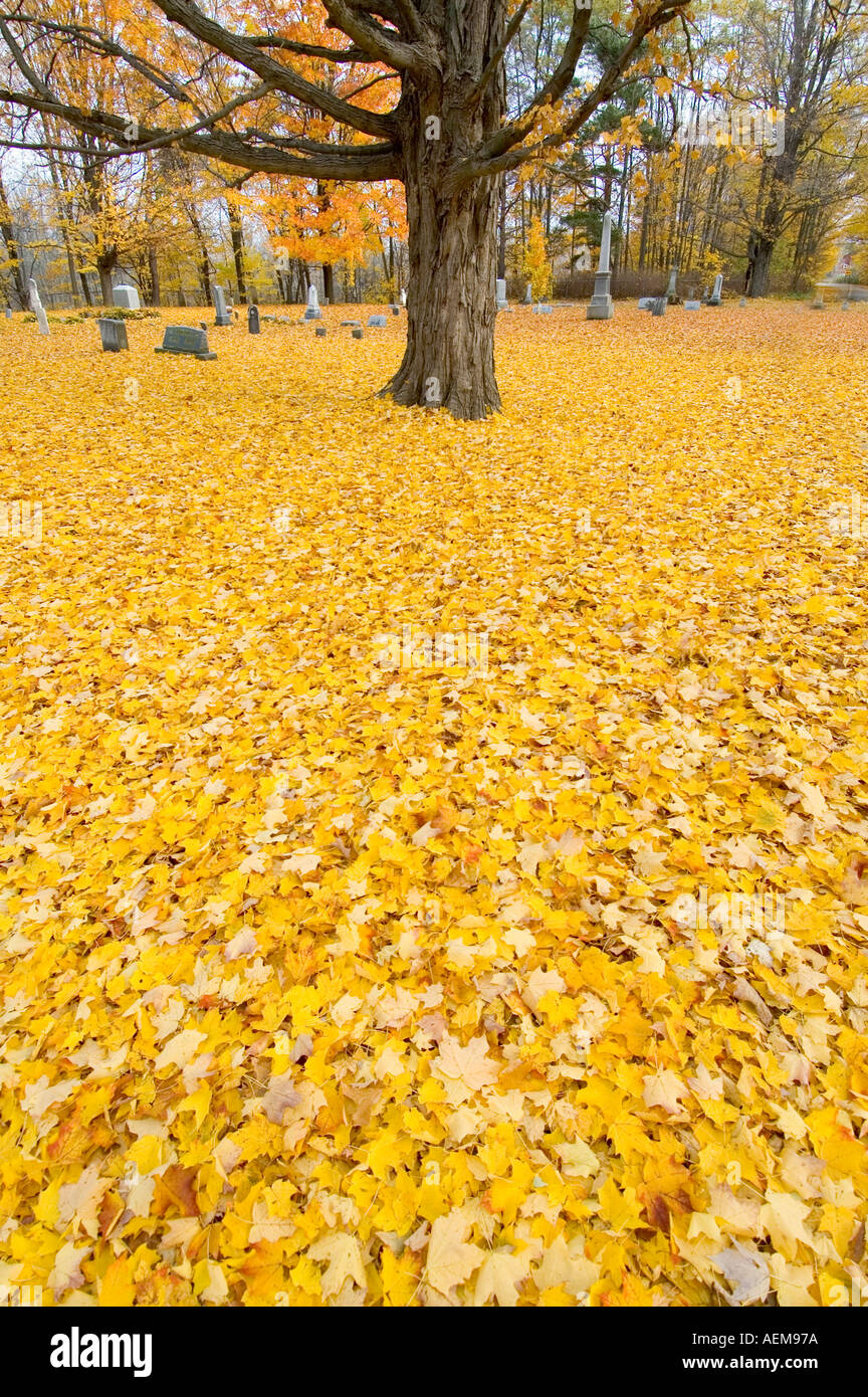A pattern of yellow fallen leaves on the ground Stock Photo - Alamy