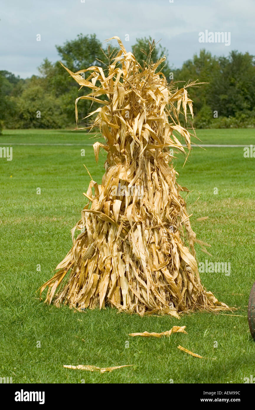 Corn stalks stacked into the shape of a pyramid Stock Photo