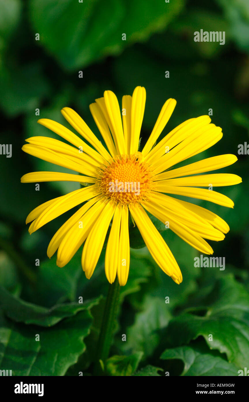 Doronicum Flower. Stock Photo