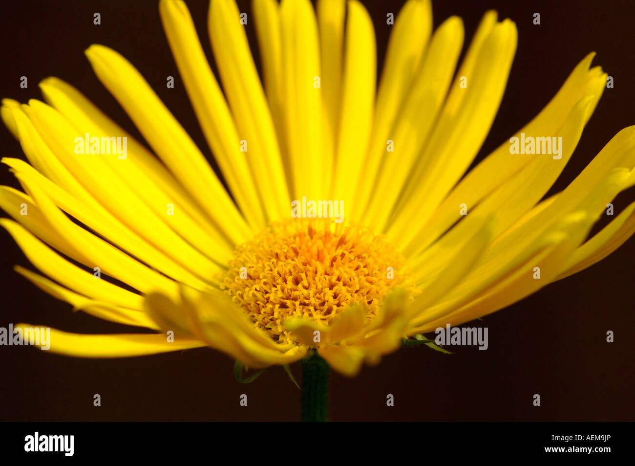 Doronicum Flower. Stock Photo