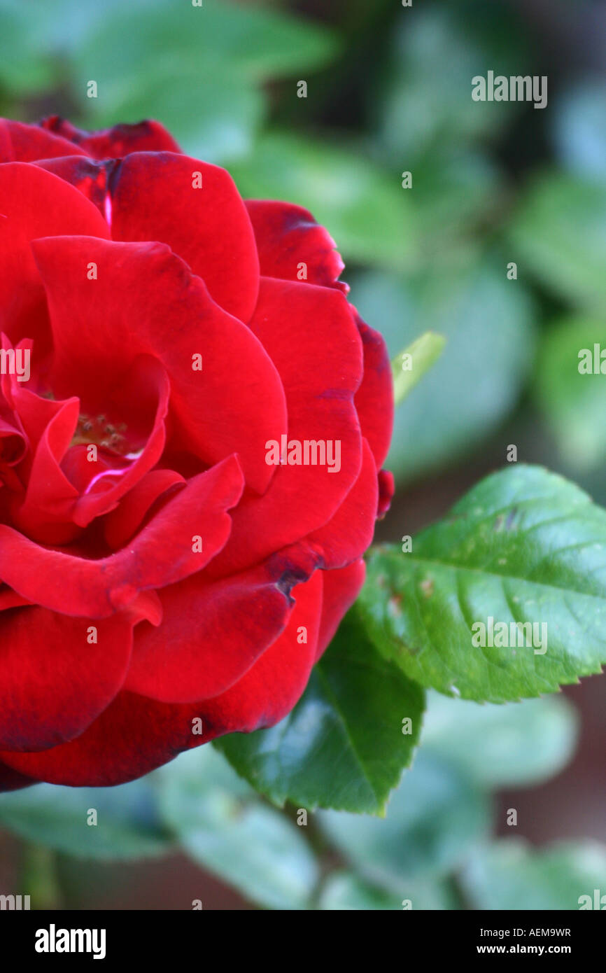 red rose - rosa Stock Photo