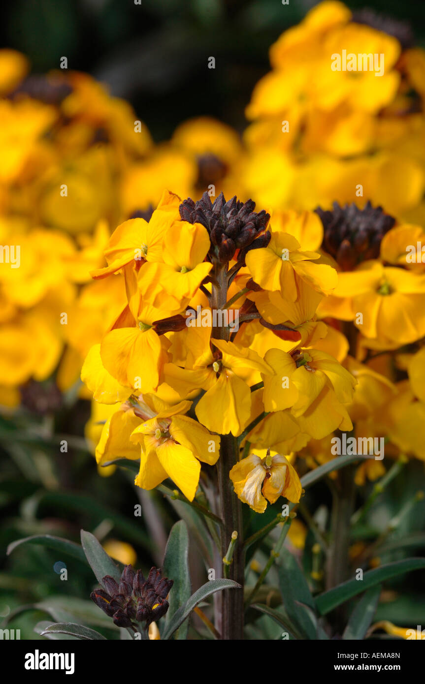 Erysimum Flowers. Stock Photo