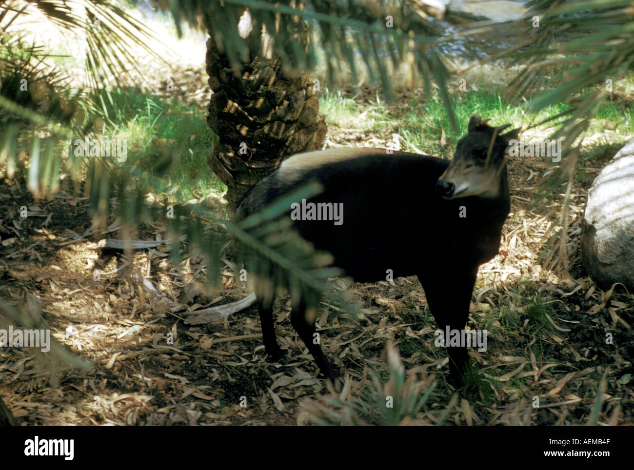 MAMMAL DUIKER Yellow Backed Stock Photo