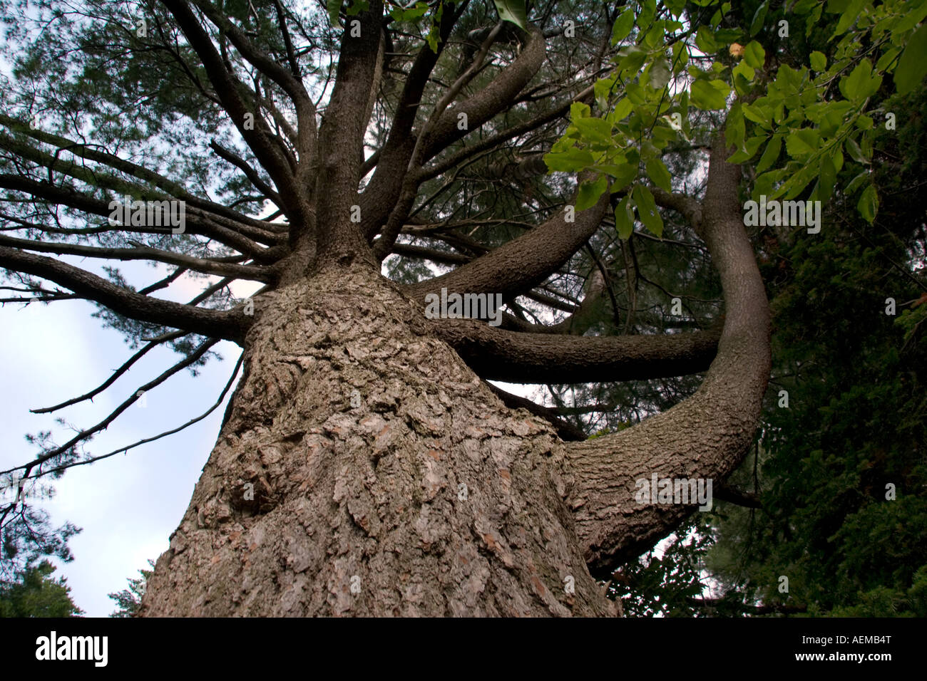 Century old pine tree spreading its branches sideways and upwards Stock