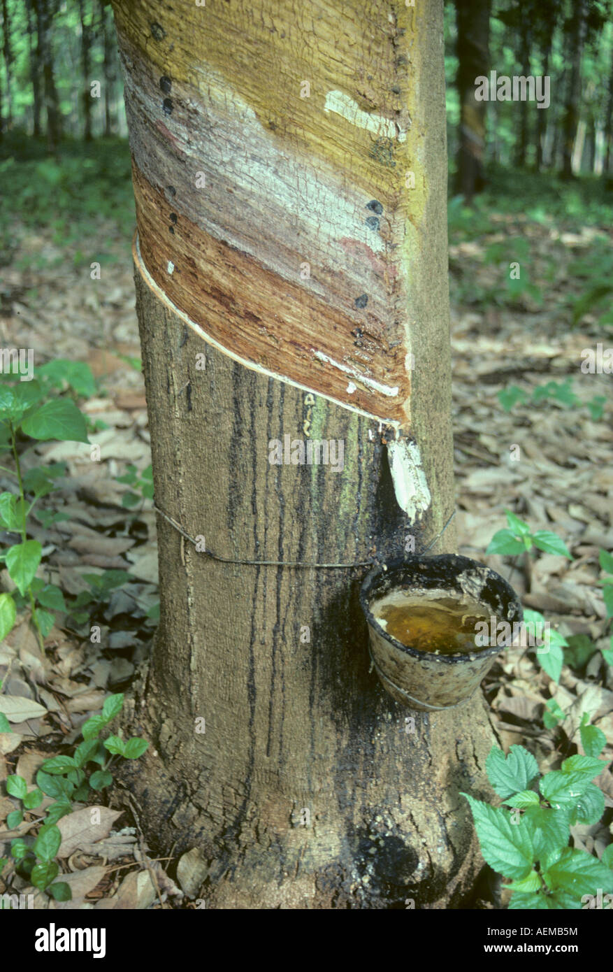 Rubber Tree, Rubber Plantation, Cameroon, West Africa Stock Photo Alamy