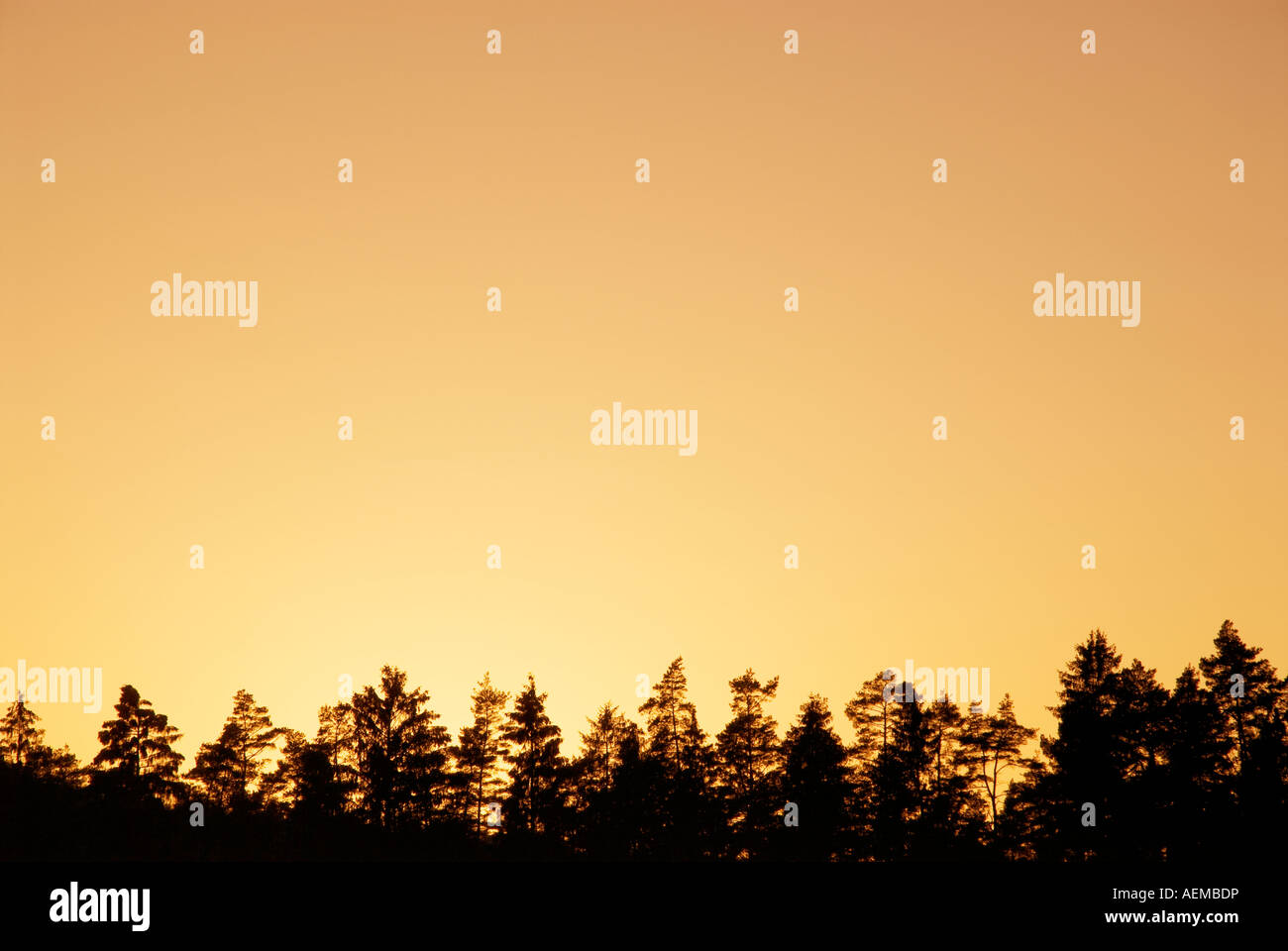 silhouette of trees and golden sky Stock Photo - Alamy