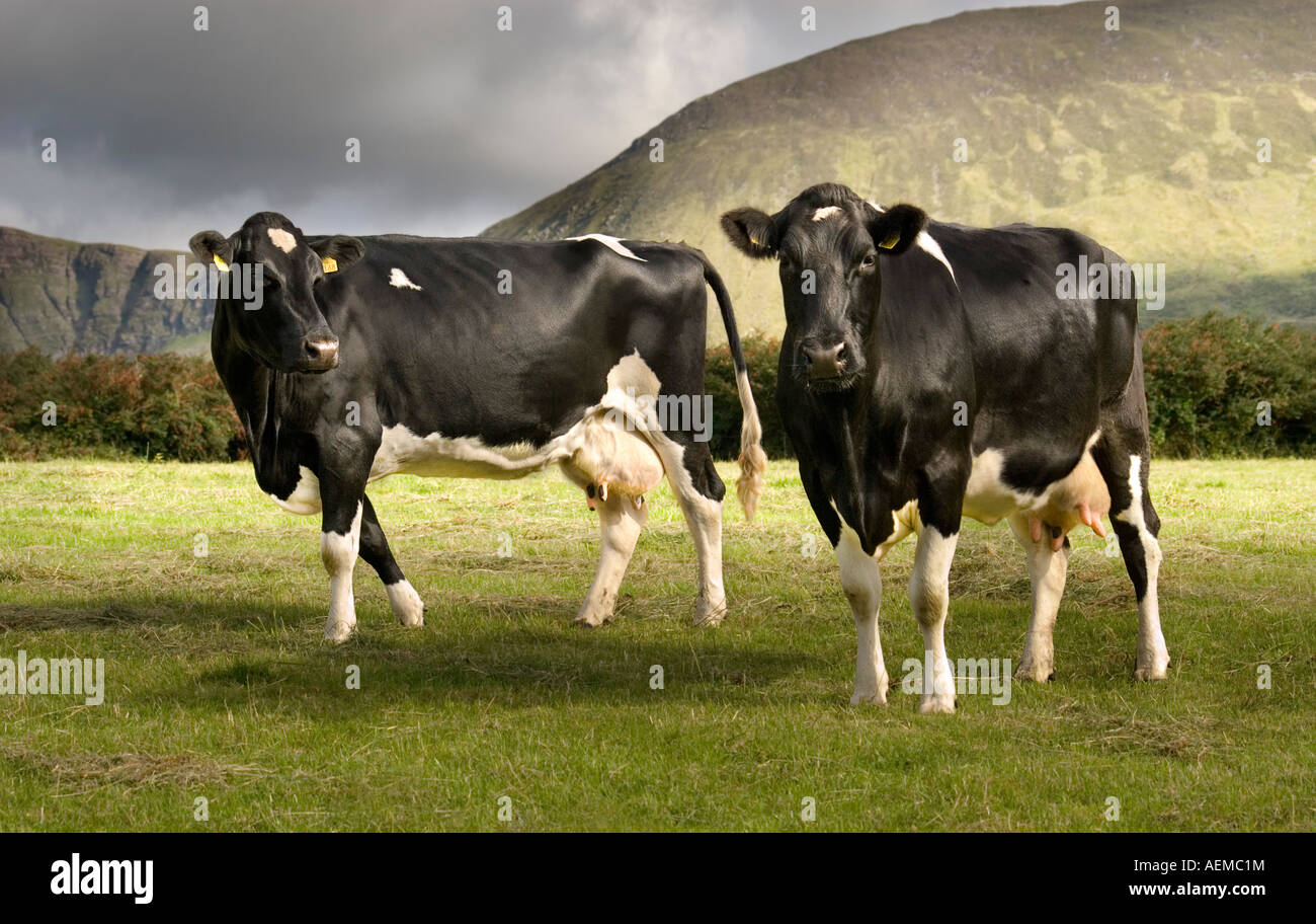 Two friesian cows black and white hi-res stock photography and images ...