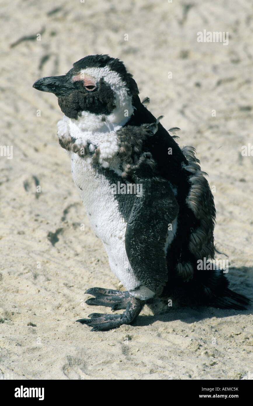 African Penguin (Spheniscus demersus) Molting bird, Cape Peninsula, South Africa Stock Photo
