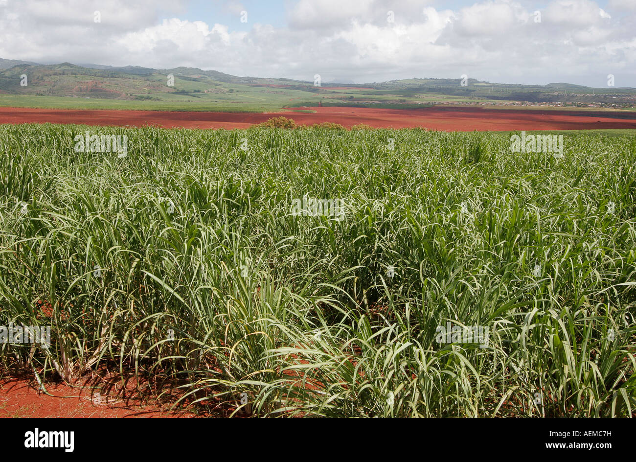 Gay Robinson sugar plantation Stock Photo