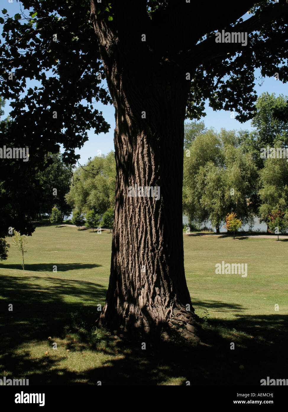 Stately Tree Stately maple tree Stock Photo - Alamy