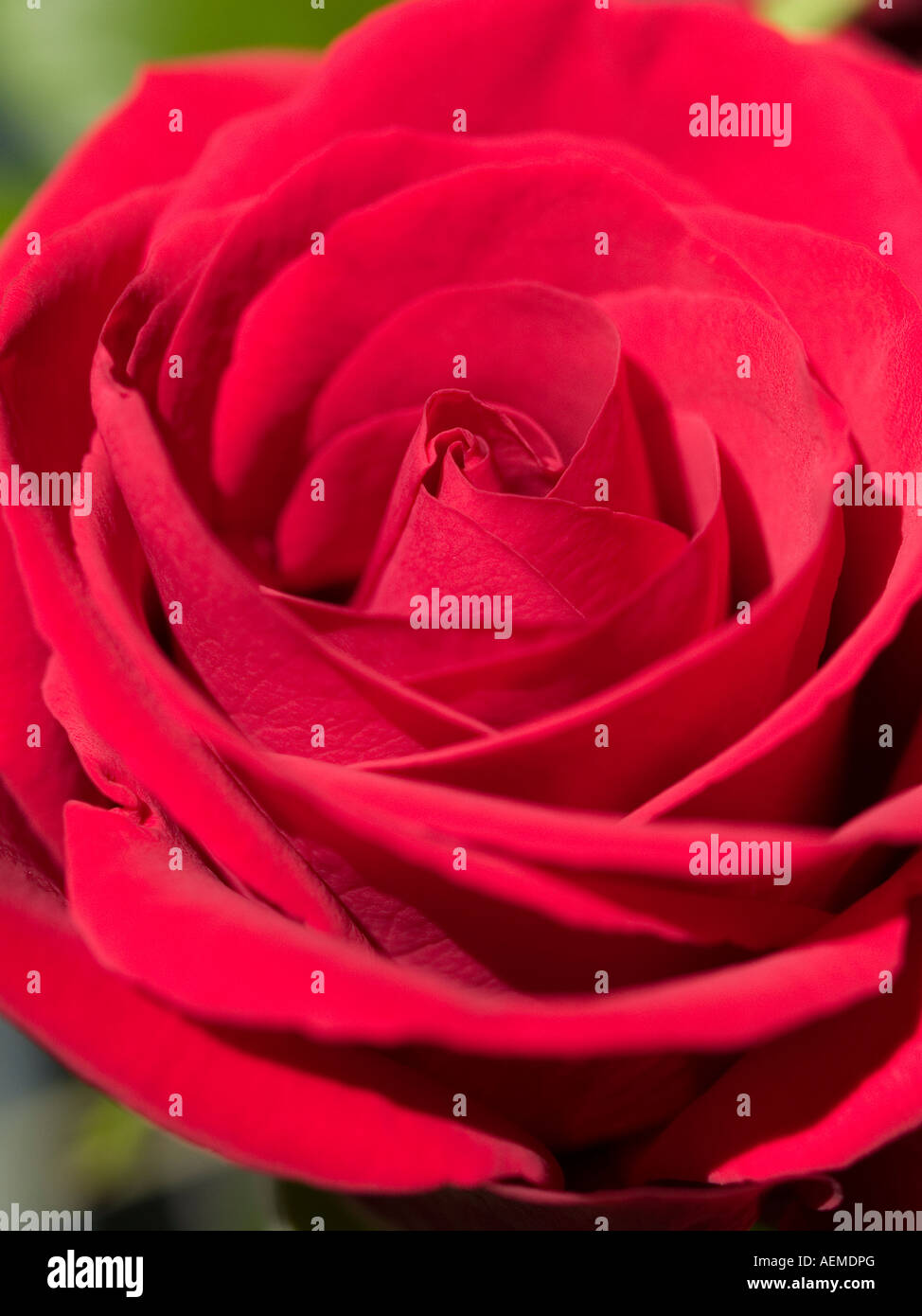 Vibrant deep red rose bloom Rosa Sir Tristram in close up Stock Photo