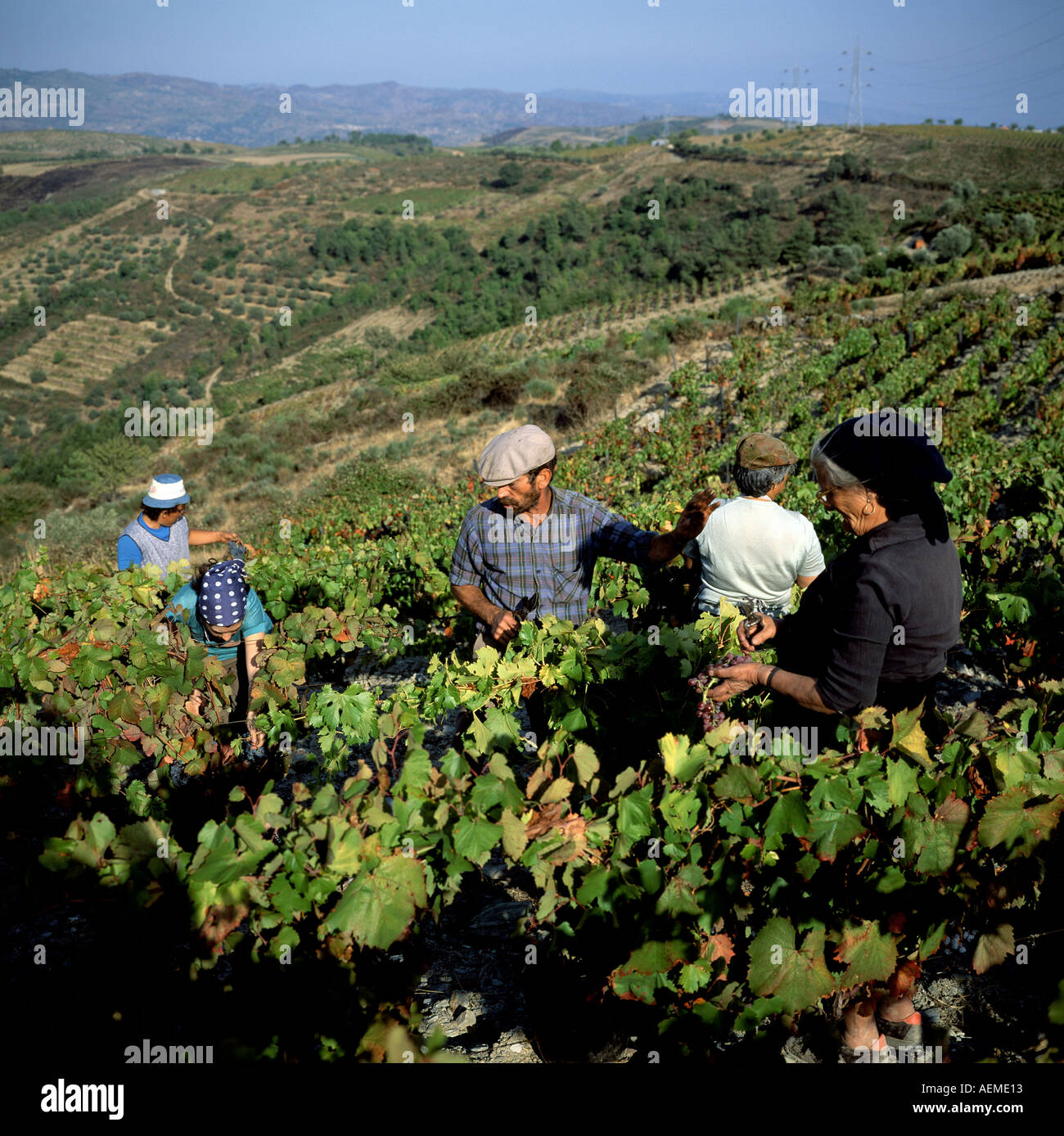 Grape harvest in terraced vineyards, Douro valley, Portugal Stock Photo 2543122 Alamy