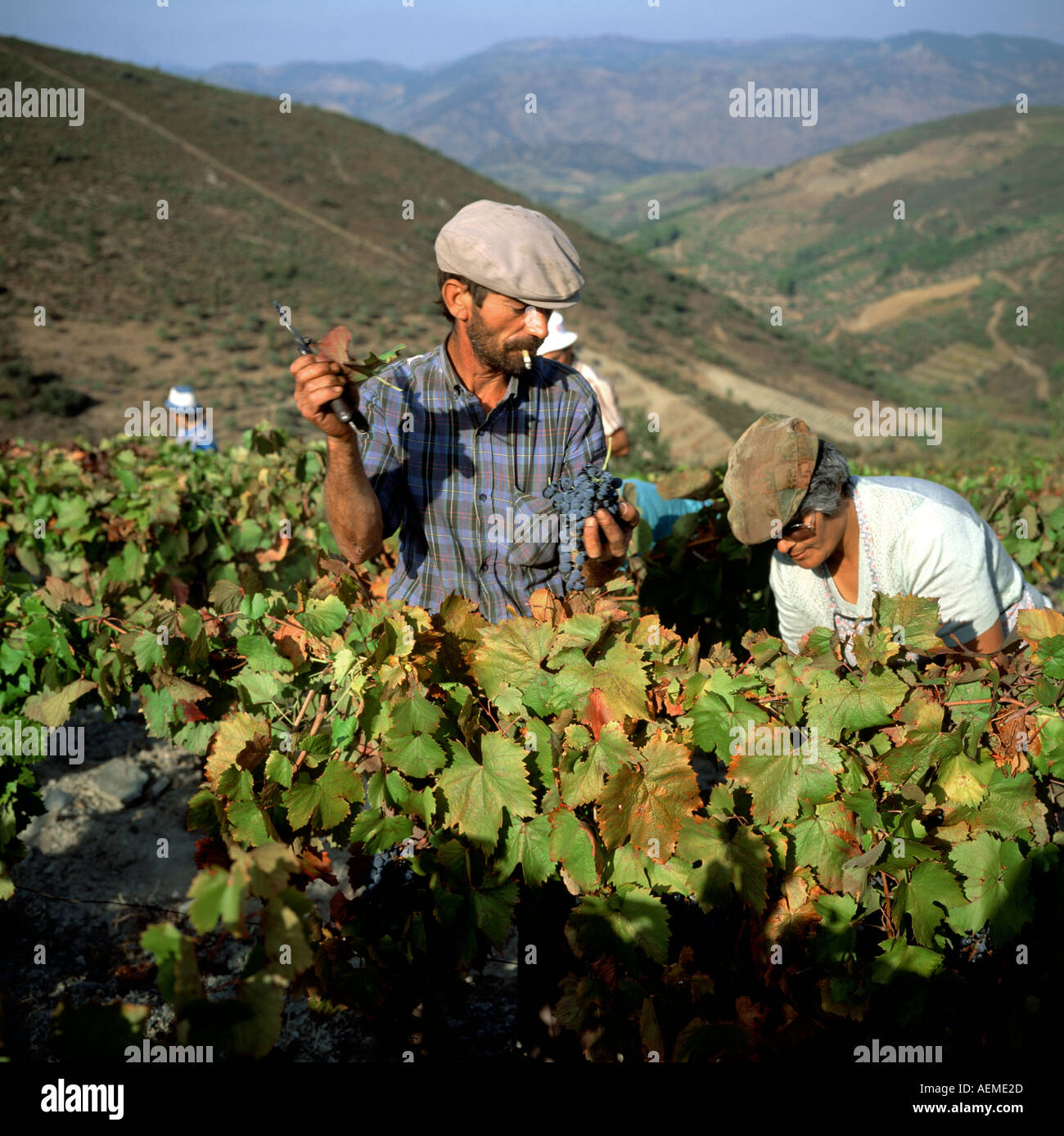 Grape harvest in terraced vineyards, Douro valley, Portugal Stock Photo Alamy