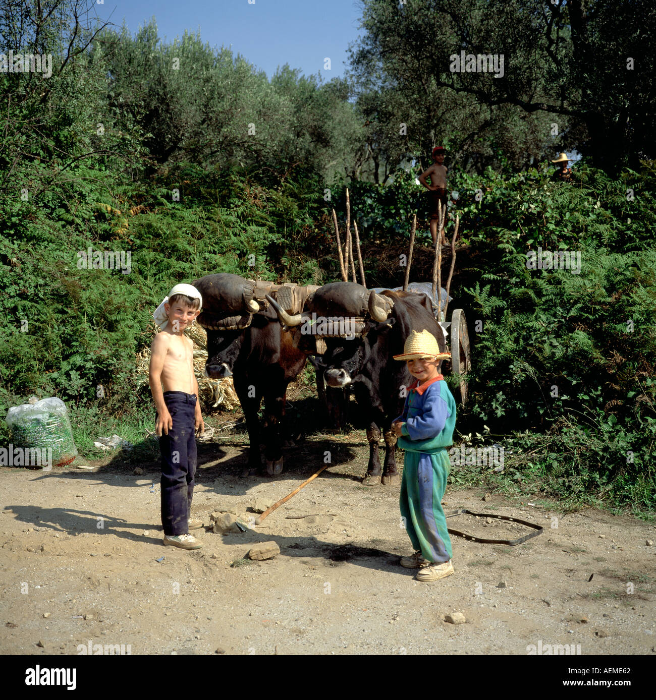 Boys with traditional oxcart loaded with bags of harvested grapes, Douro valley, Portugal Stock Photo