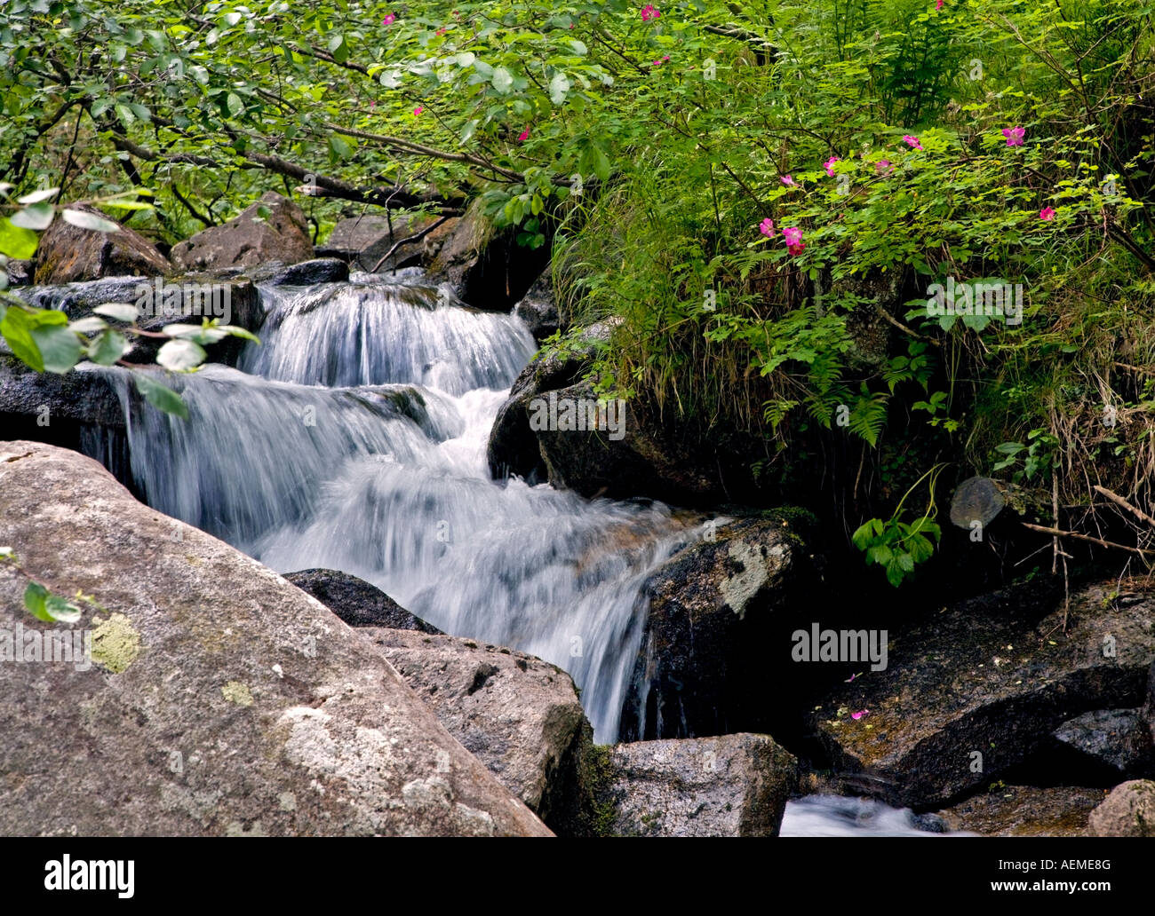 Mountain Stream, Italian Alps Stock Photo
