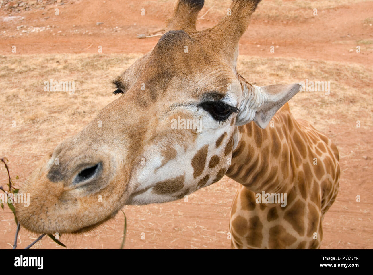 close up image of a nice tall giraffe Stock Photo