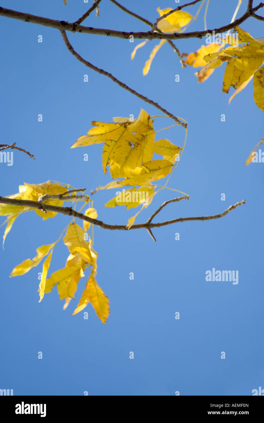 Yellow leaves against blue sky Stock Photo - Alamy