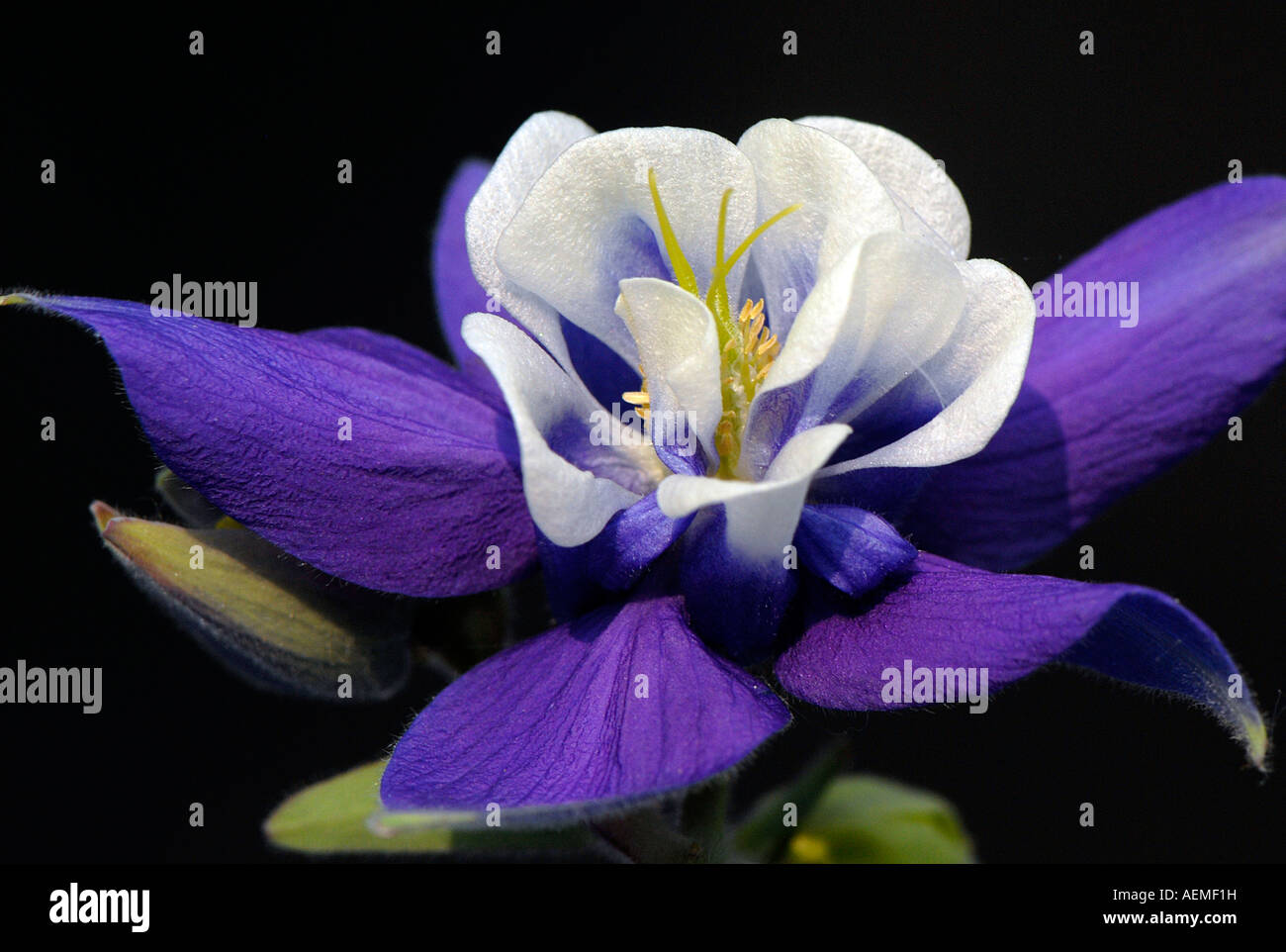 Close up of a single purple Columbine Flower or Aquilegia Stock Photo