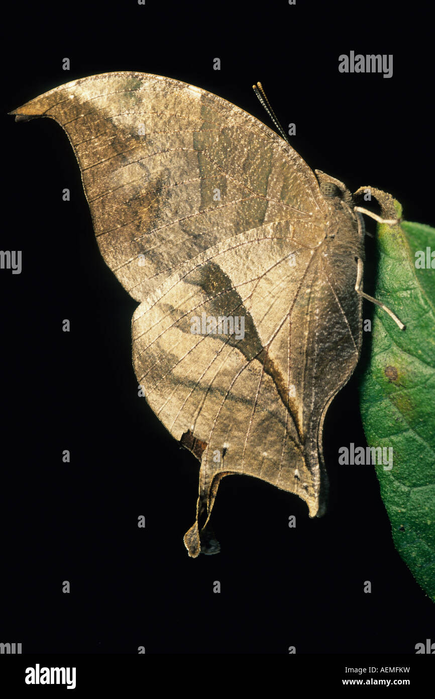 Leaf-mimic Butterfly (Anaea electra), close up on branch, Costa Rica Stock Photo