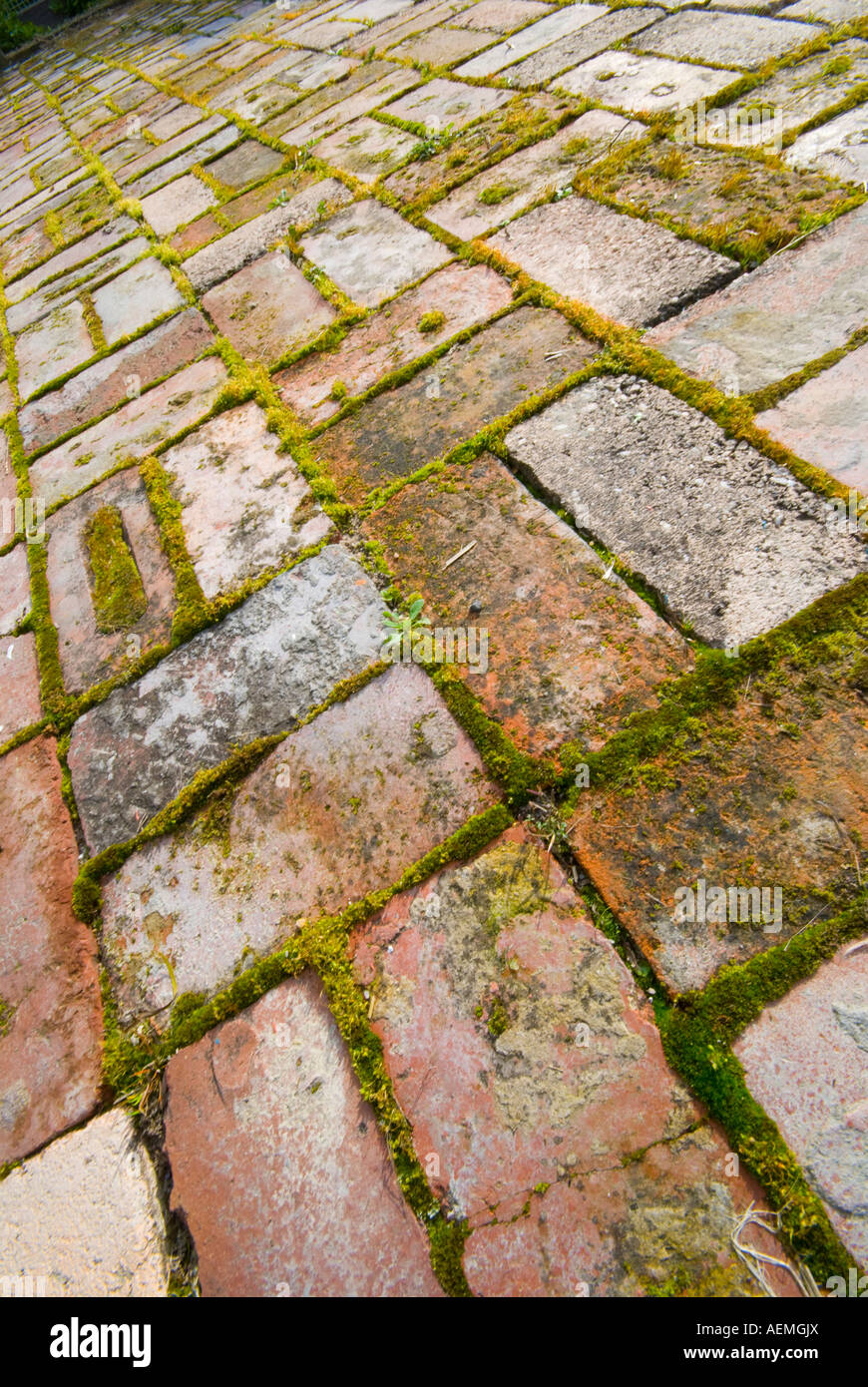 Moss growing between brick paving Stock Photo