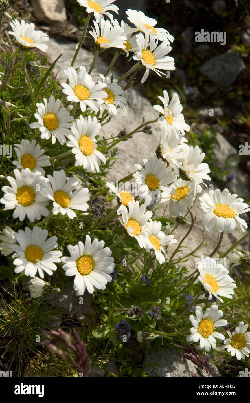 Alpine daisy hi-res stock photography and images - Alamy