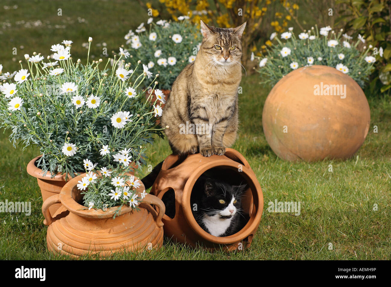 two domestic cats in garden Stock Photo - Alamy