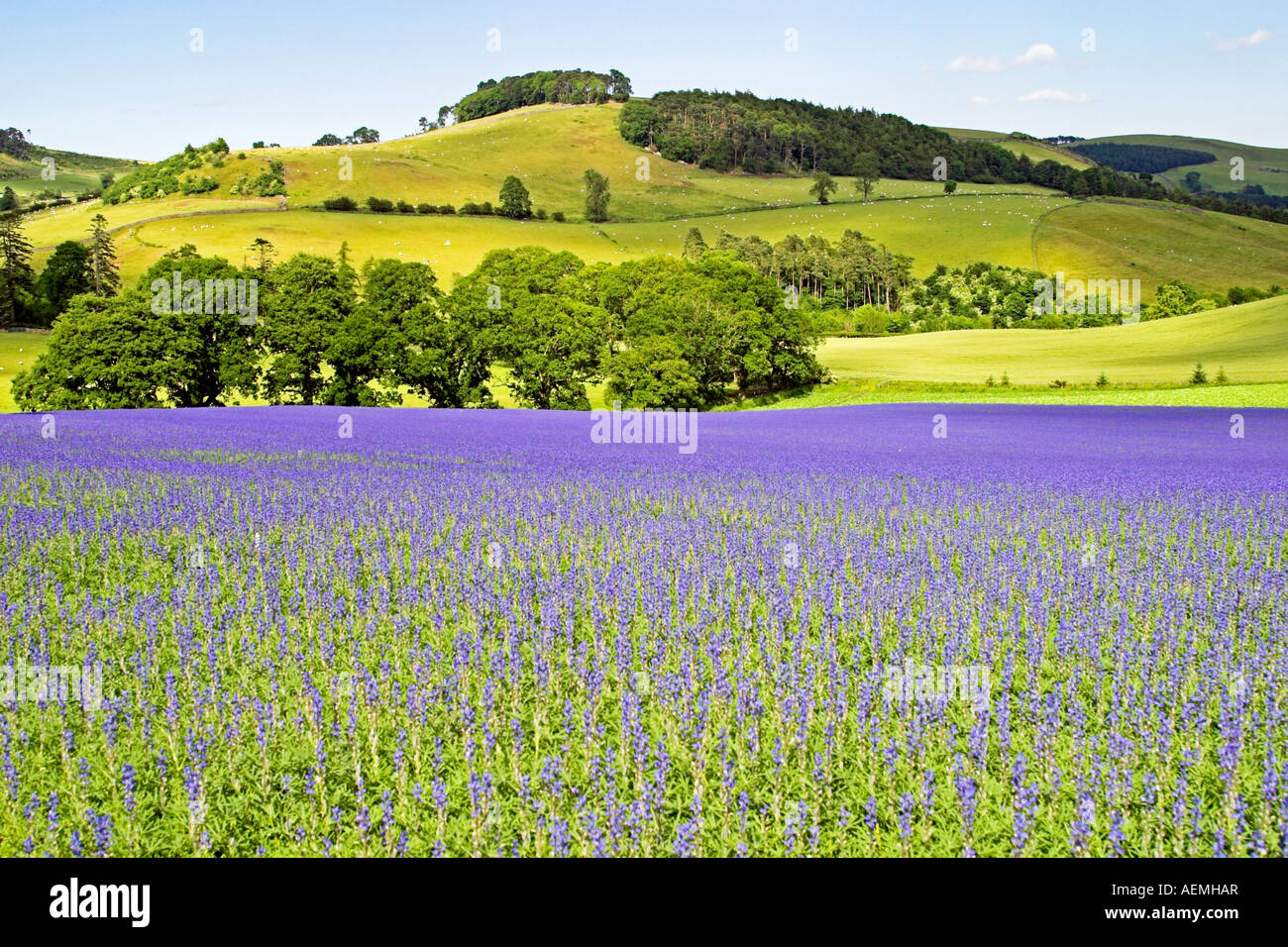 Flax Field near Yetholm Stock Photo Alamy