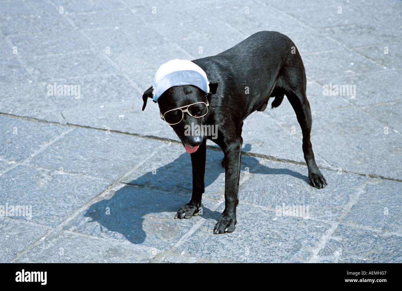 Dog wearing sunglasses and hat, Plaza de Armas, (Plaza Mayor), Lima, Peru Stock Photo