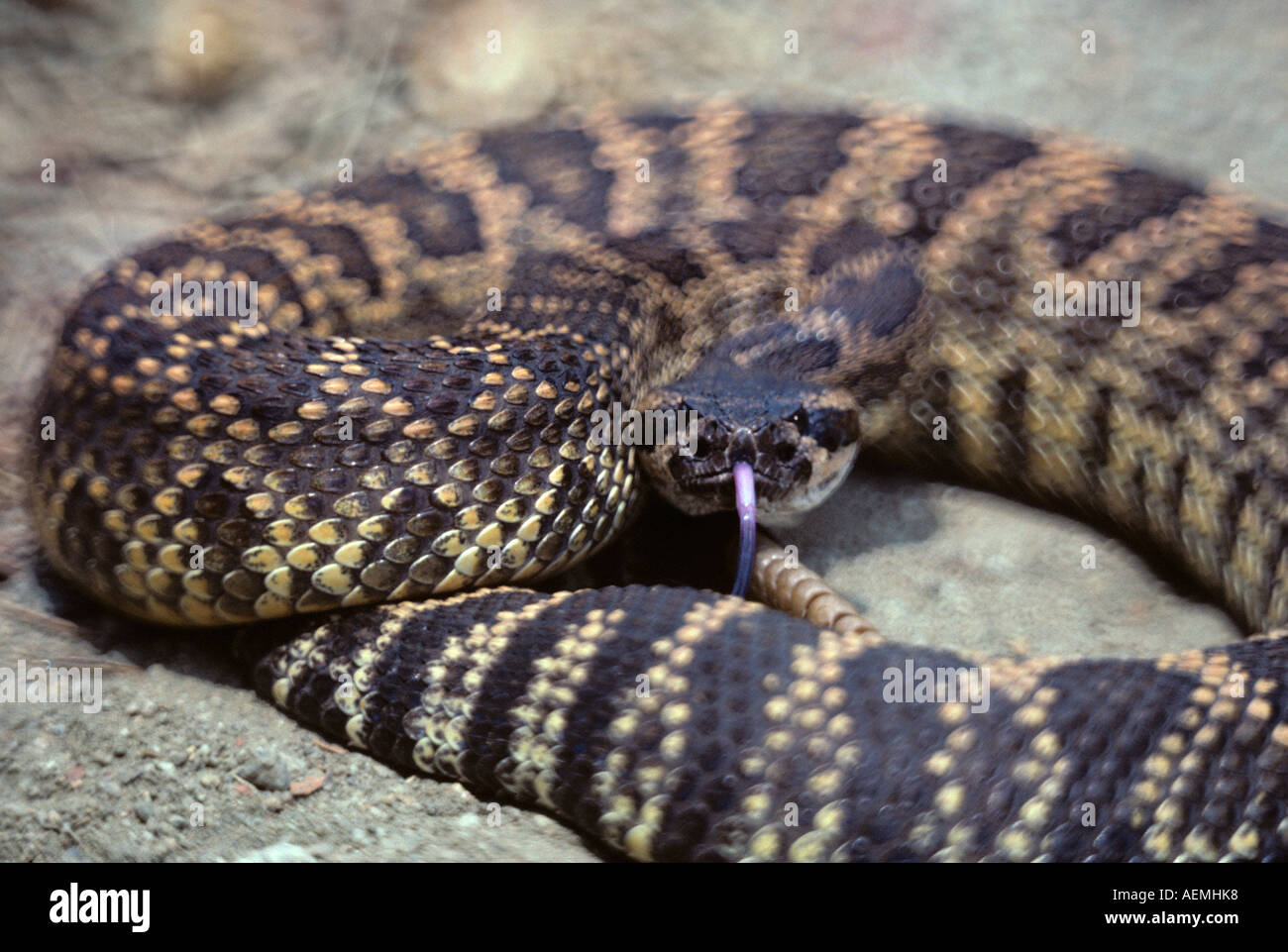 Rattlesnake Stock Photo