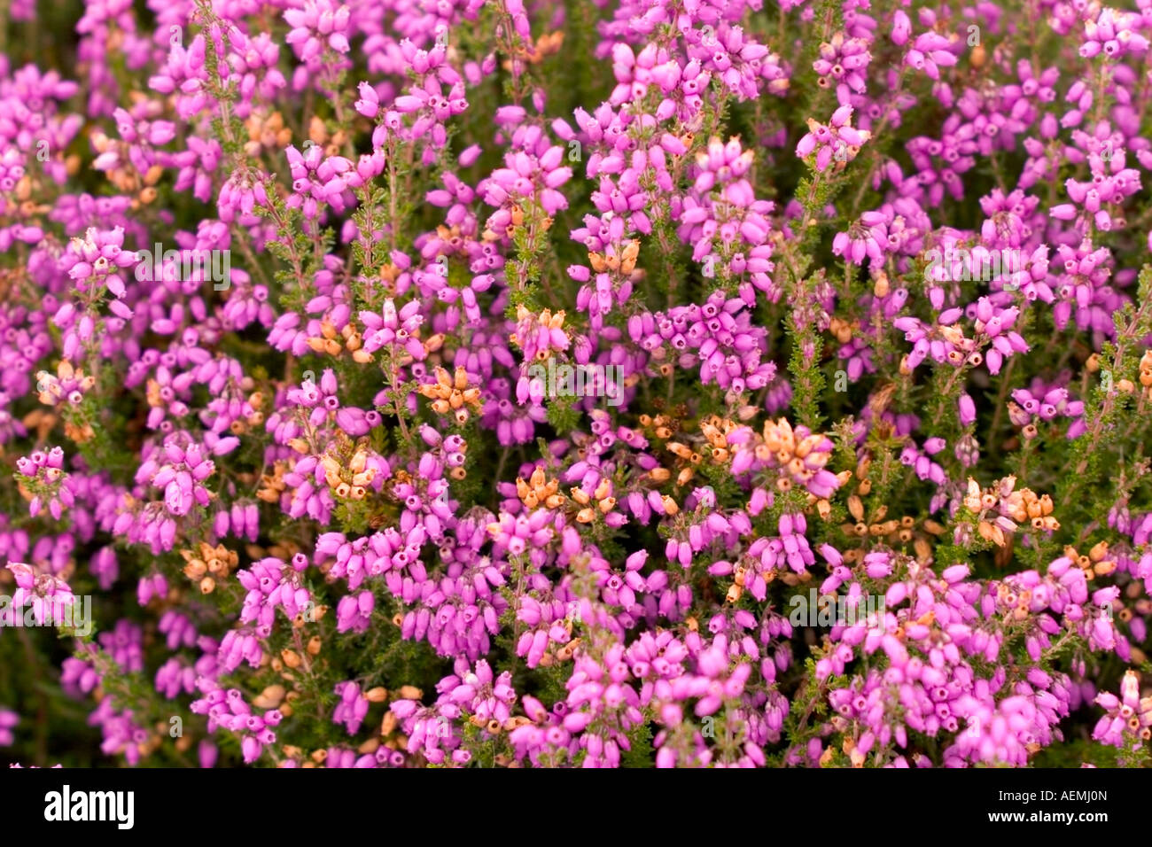 Close up view of Scottish wild Bell heather Scotland August 2007 Stock Photo