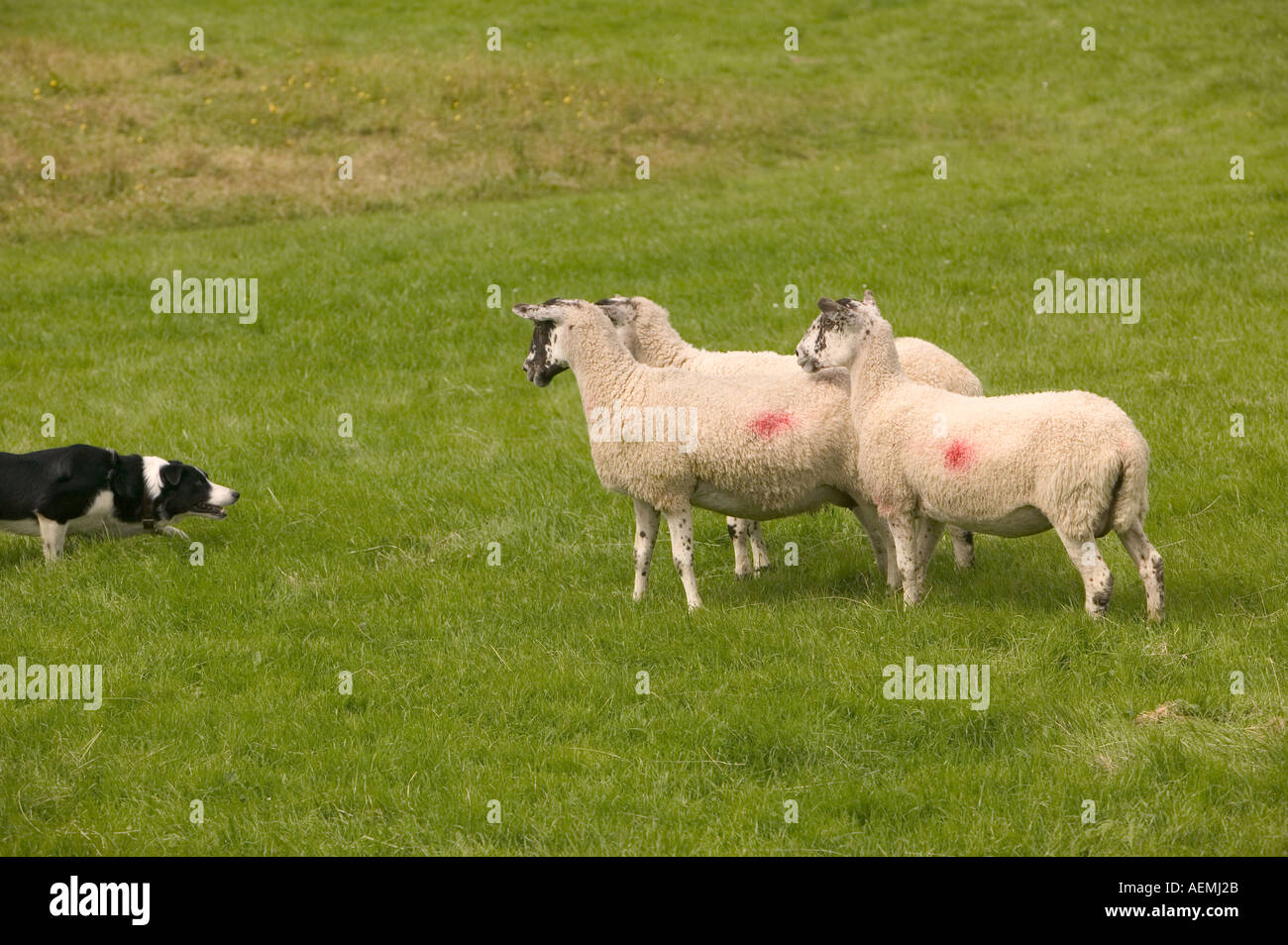 Border collie sheepdog rounding up sheep at the Ings Sheepdog trials Lake district National Park Stock Photo