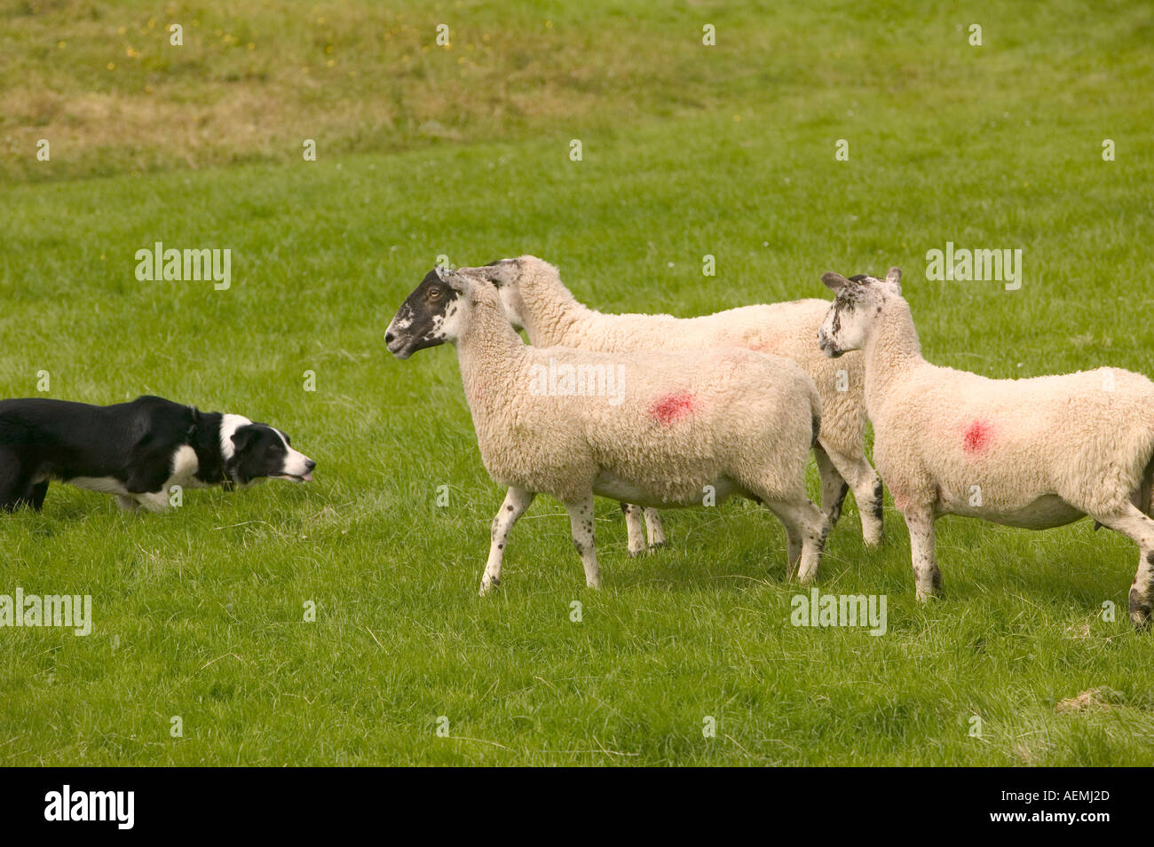 Border collie sheepdog rounding up sheep at the Ings Sheepdog trials Lake district National Park Stock Photo