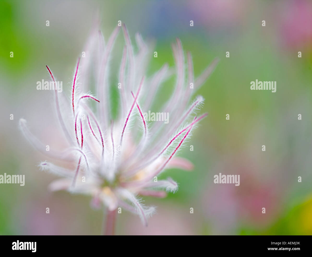 Prairie Smoke Seeds High Resolution Stock Photography And Images Alamy