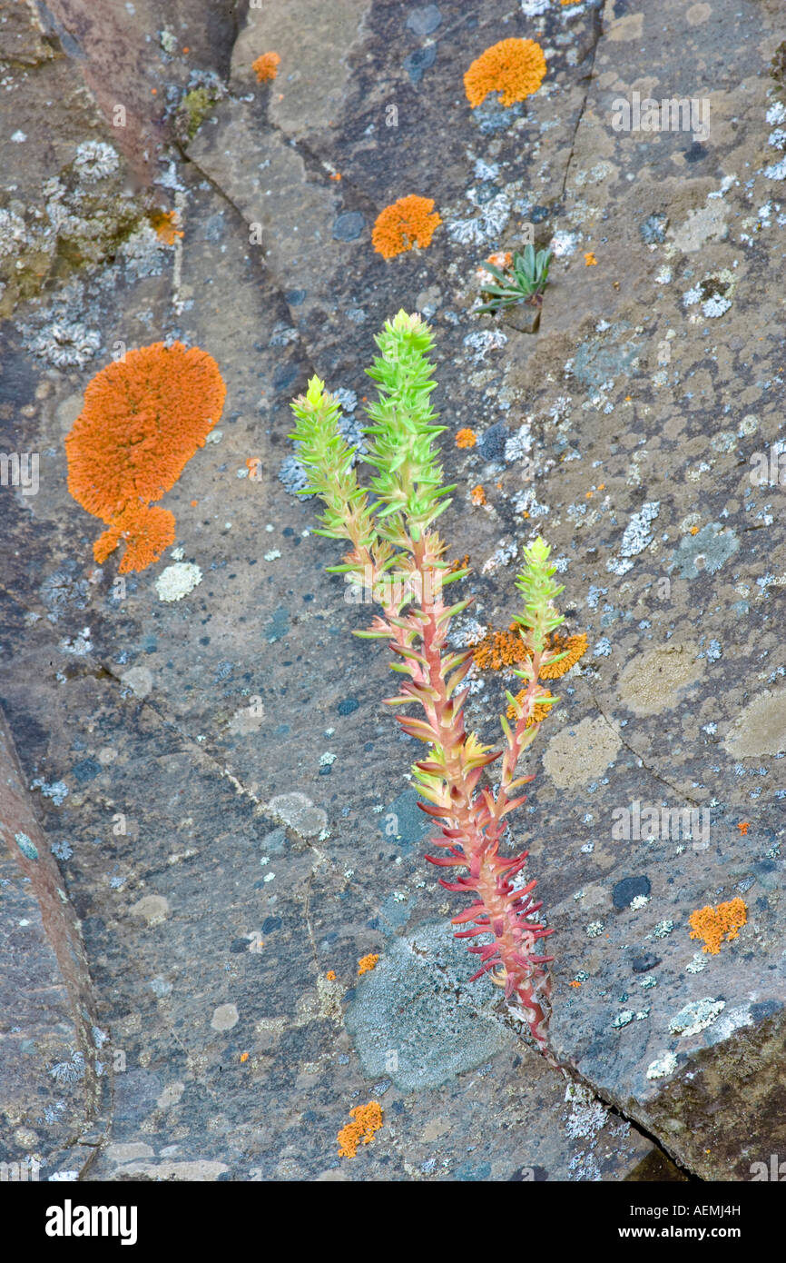 Struggling Wildflower in rock. Oregon Stock Photo