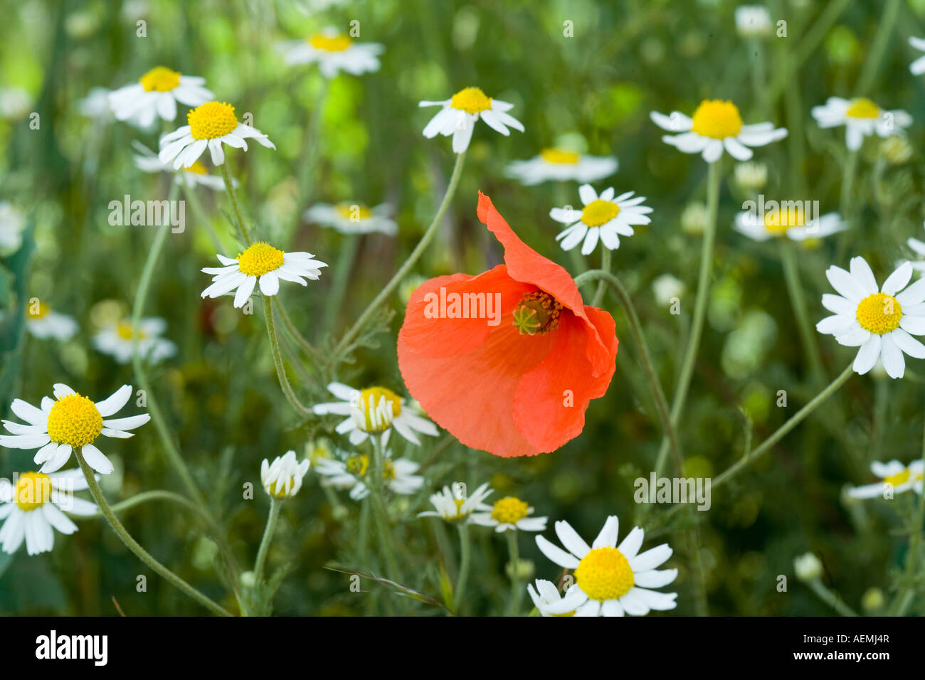 Red Poppy in field of daisies wildflowers The Palouse Washington Stock Photo