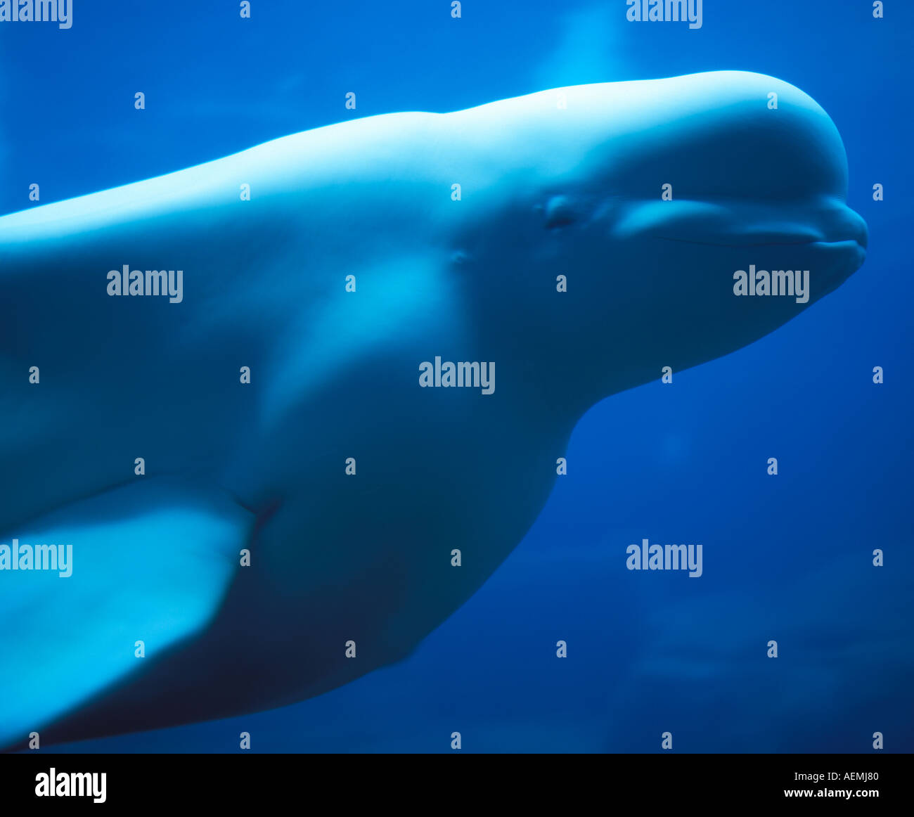 beluga whale Stock Photo