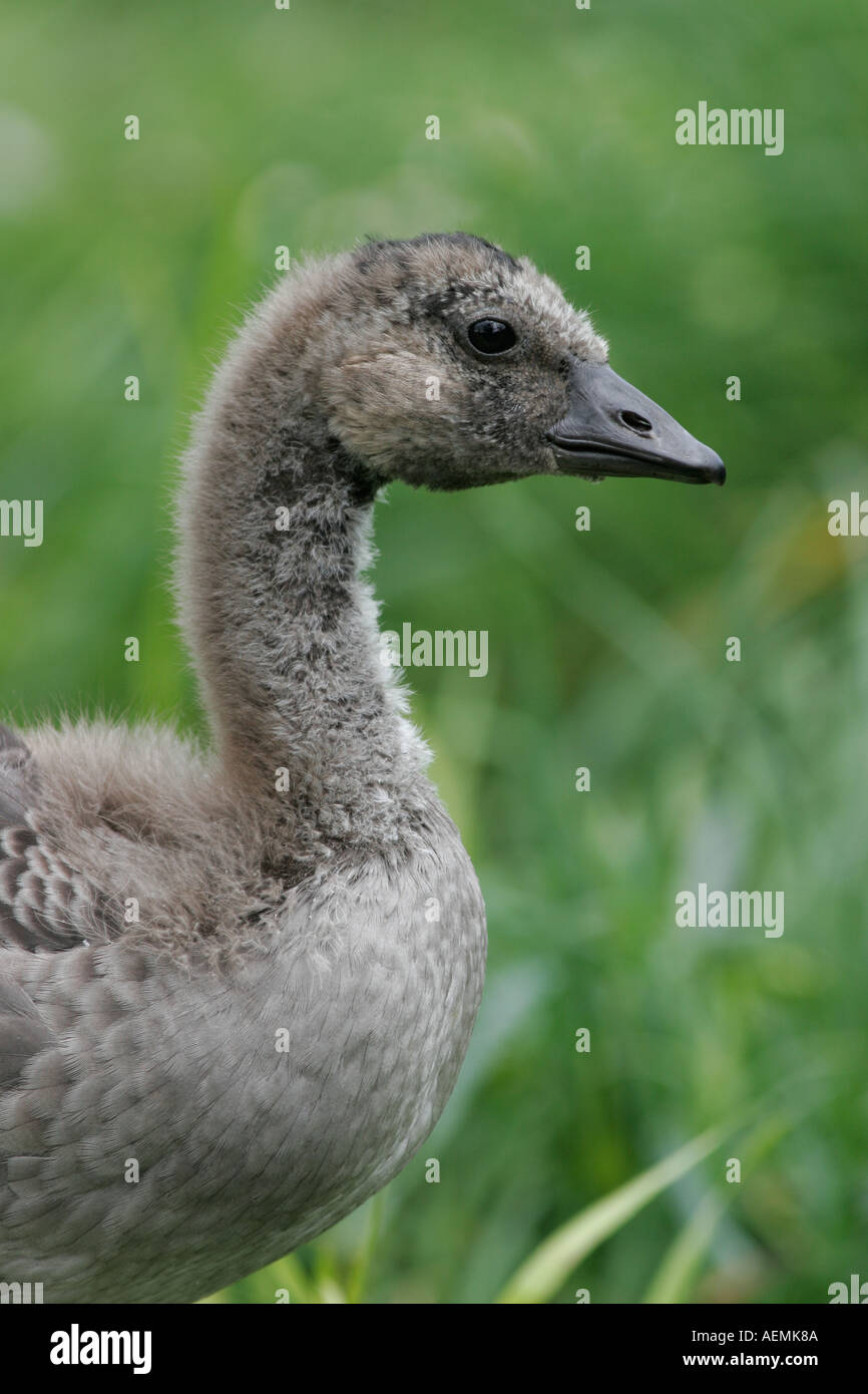 Nene Hawaiian Goose Stock Photo - Alamy