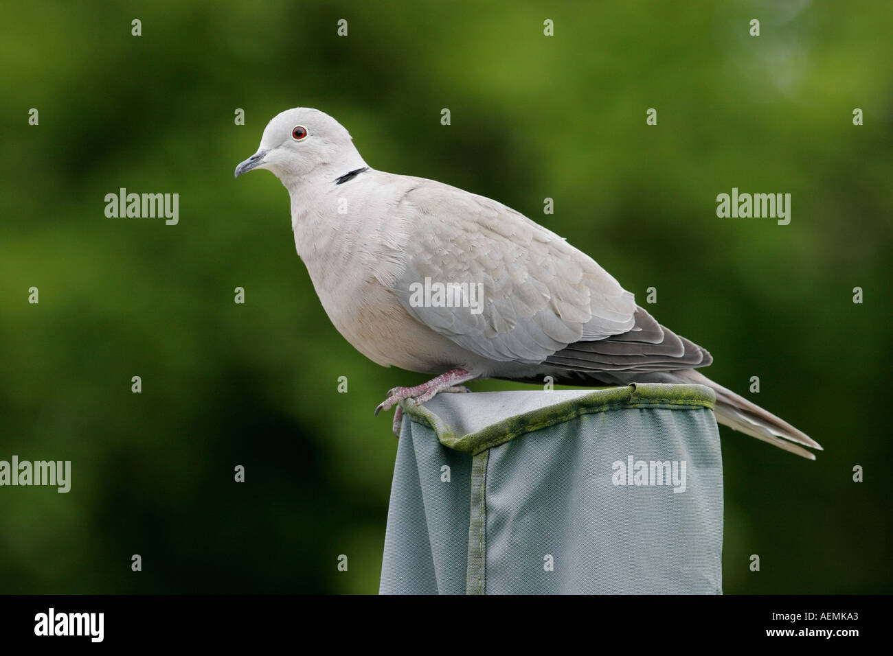 Collared Dove in garden Stock Photo Alamy