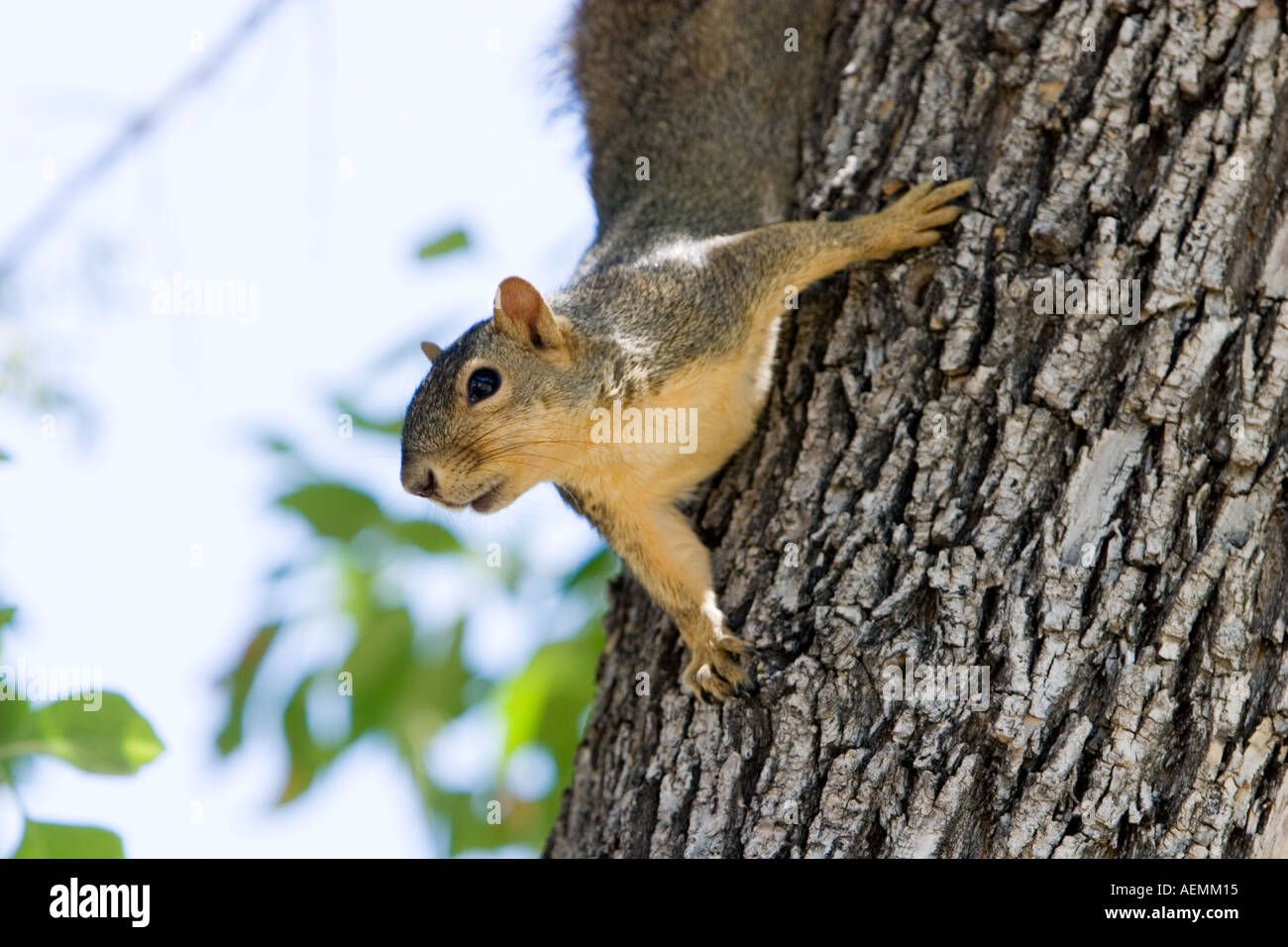 Fox Squirrel Sciurus niger Stock Photo