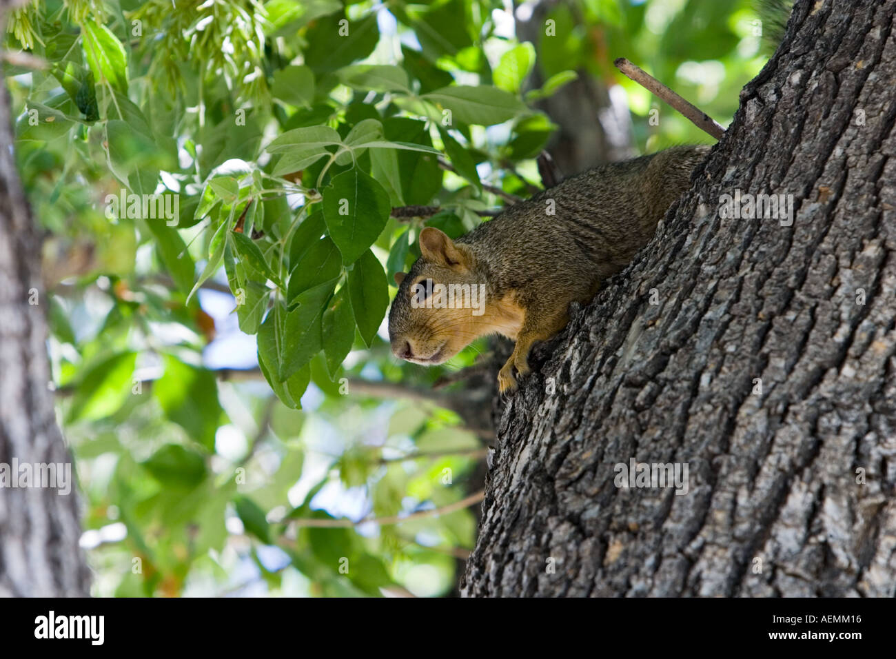 Fox Squirrel Sciurus niger Stock Photo