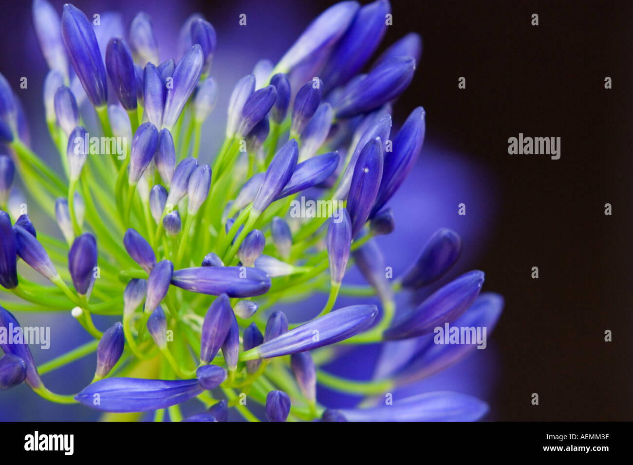 Blue Purple and Green Agapanthus Flower Stock Photo