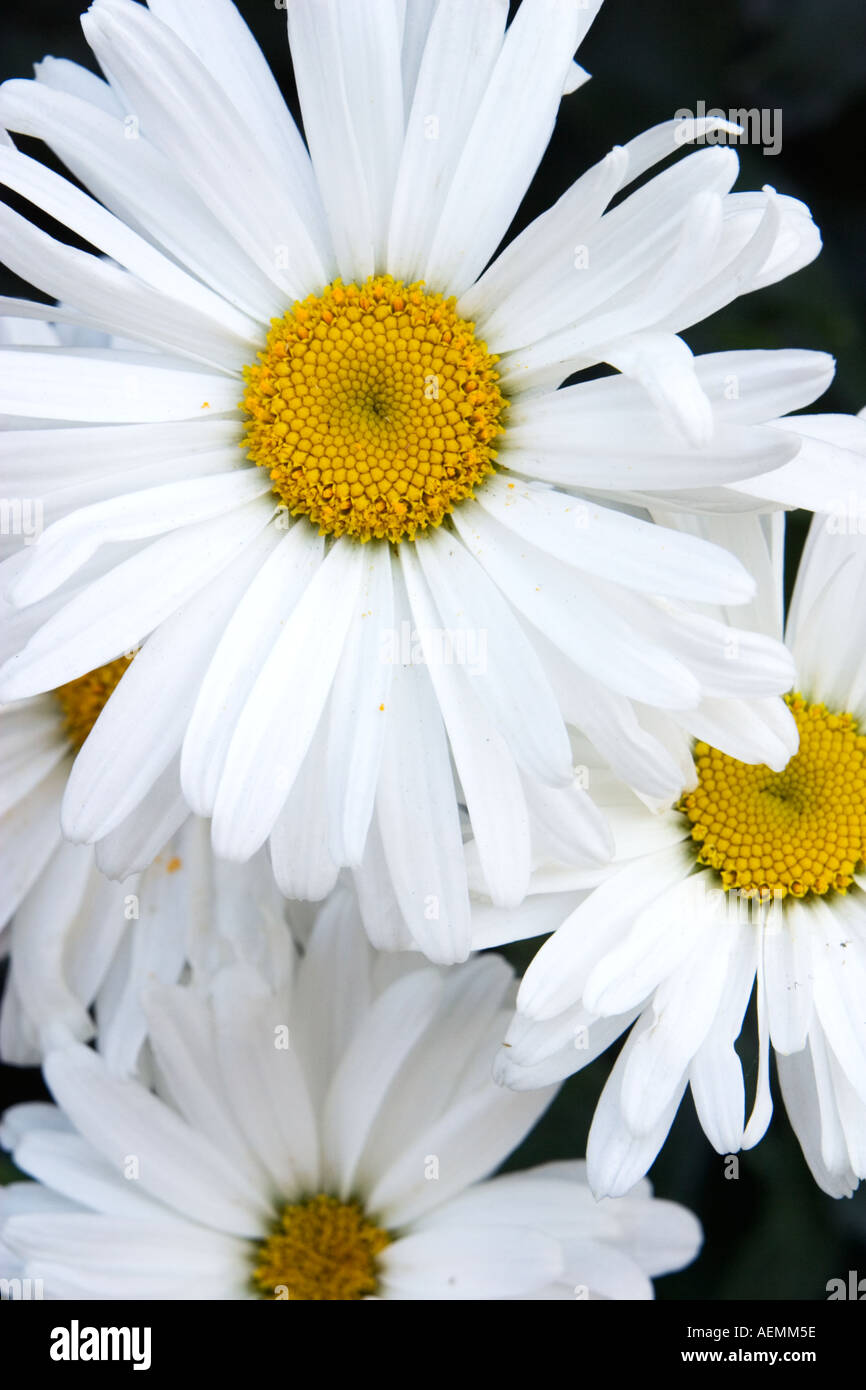 White and Yellow Shasta Daisy Flower Stock Photo