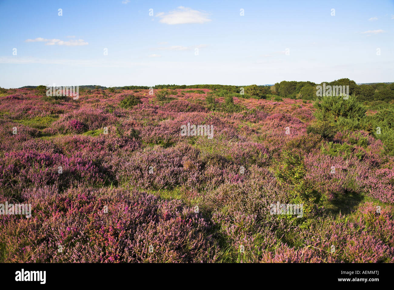 Hartland Moor National Nature Reserve, Isle of Purbeck, Dorset. Stock Photo