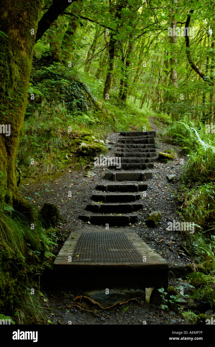 Steps leading into lush green wilderness Stock Photo