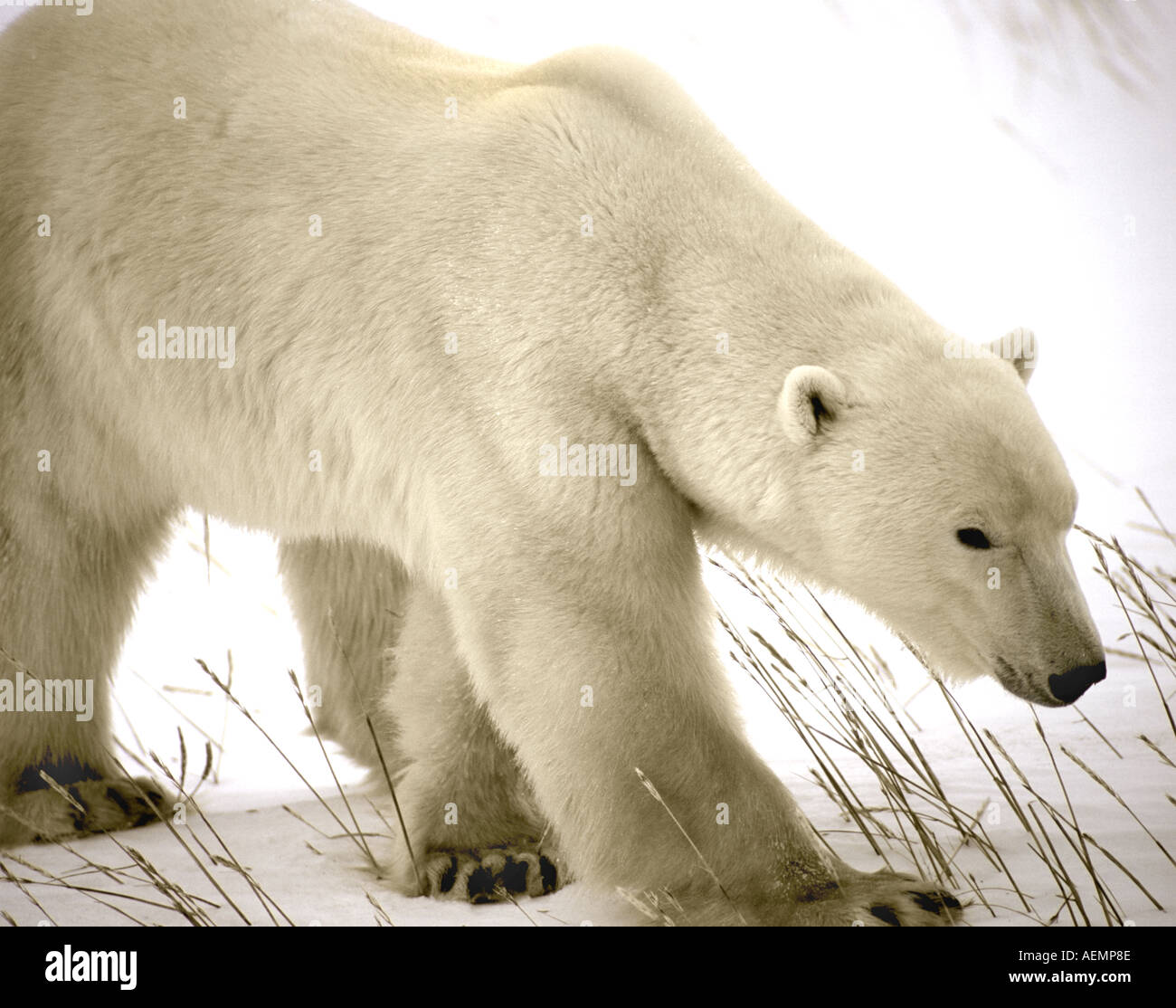 Polar Bear Ursus Maritimus Male Hunting Hudson Bay Churchill Manitoba Canada Stock Photo