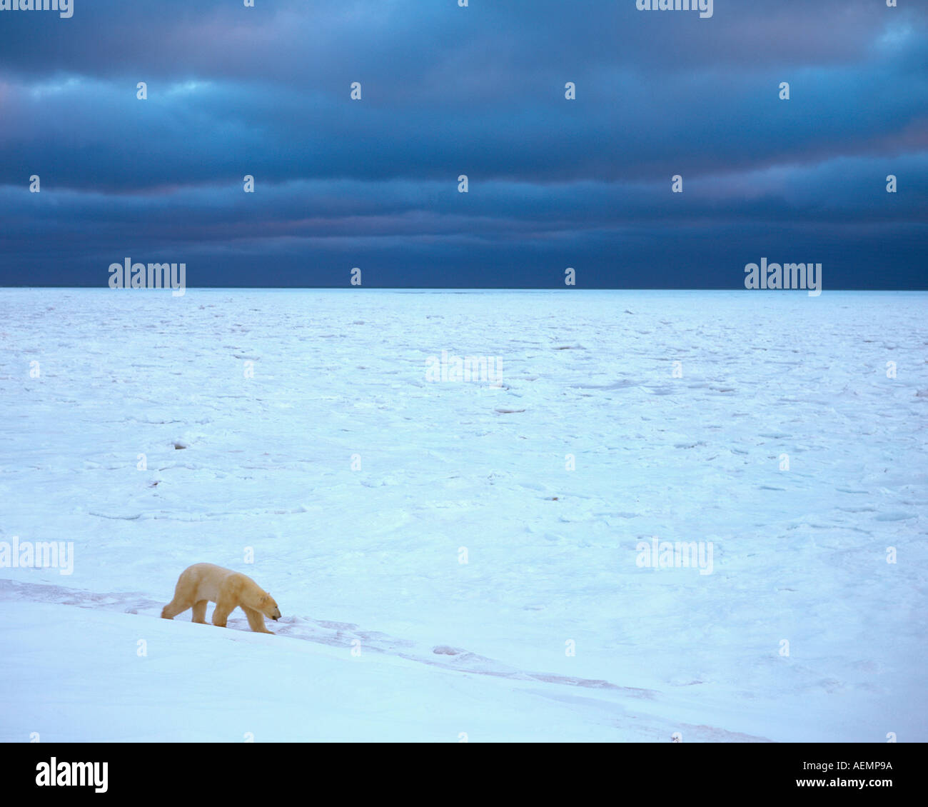 Polar Bear Ursus Maritimus Hudson Bay Churchill Manitoba Canada Stock Photo